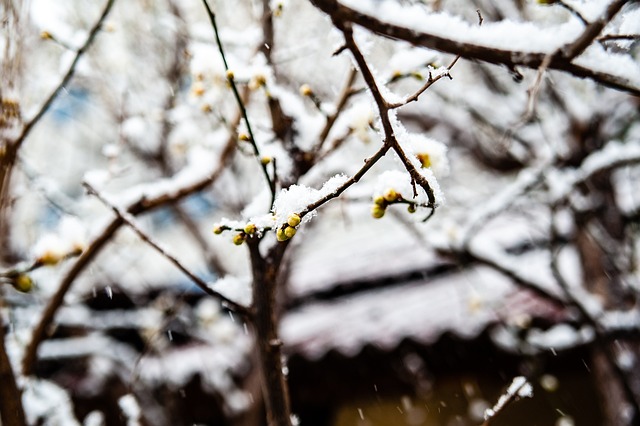 虎砍
